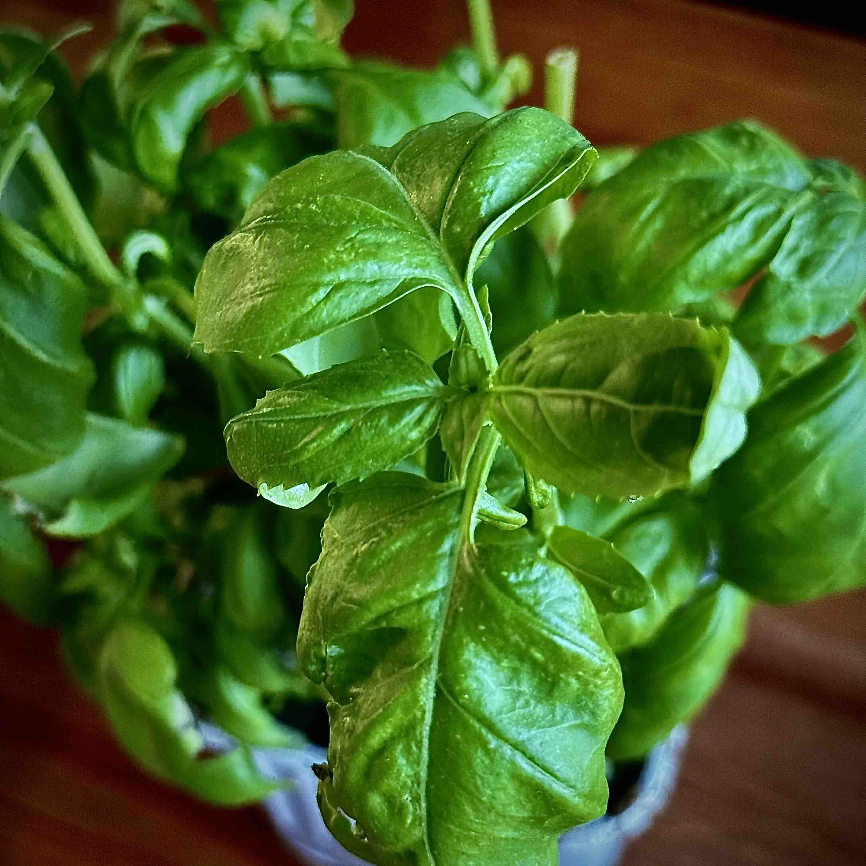 Fresh basil